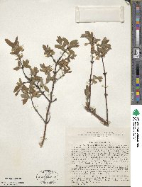 Lonicera caerulea image