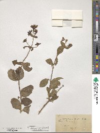 Lonicera etrusca image