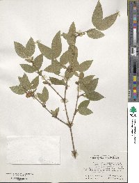 Lonicera fragrantissima image