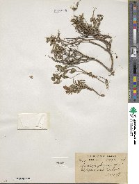 Lonicera glauca image