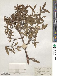 Lonicera dioica image