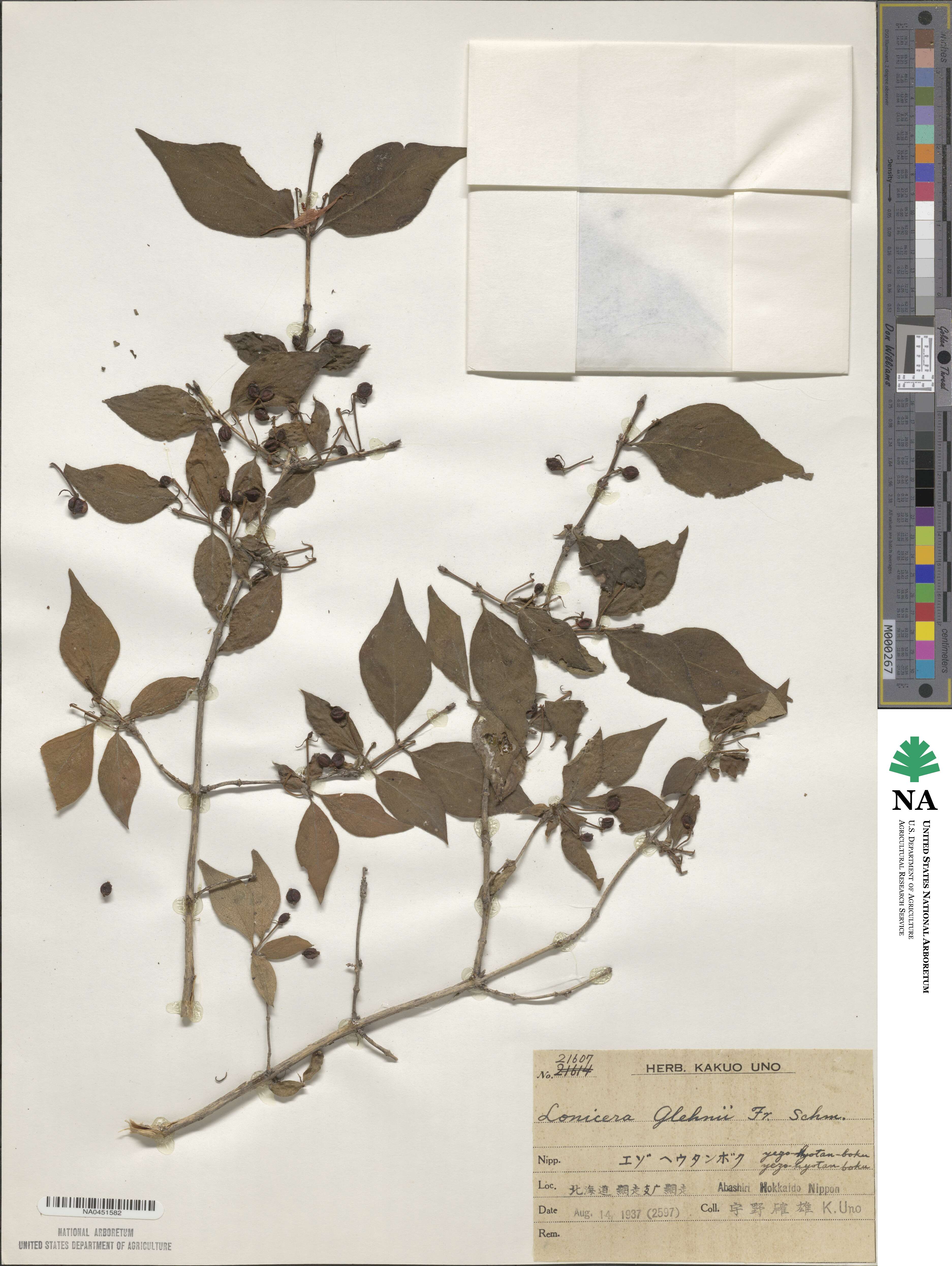 Lonicera glehnii image