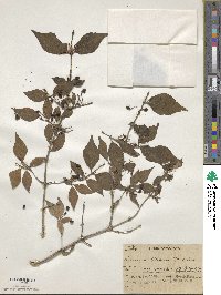 Lonicera glehnii image