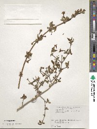 Lonicera gracilipes image