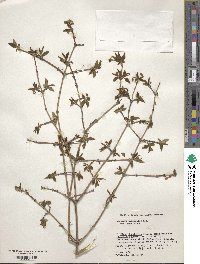 Lonicera gracilipes image