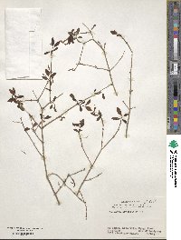 Lonicera gracilipes image