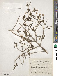 Lonicera gracilipes image