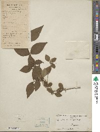 Lonicera gracilipes image