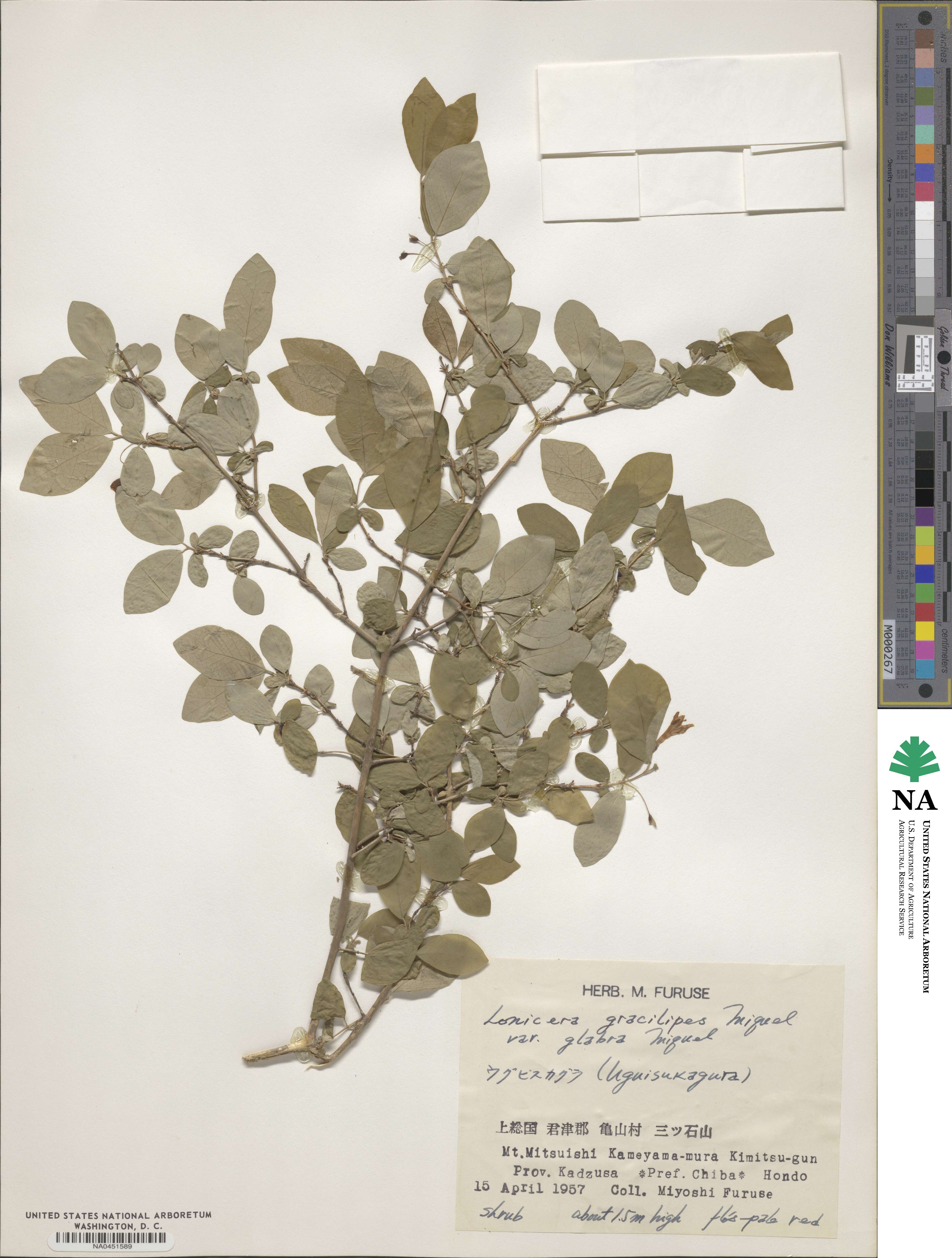 Lonicera gracilipes var. glabra image