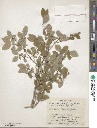 Lonicera gracilipes var. glabra image