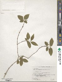 Lonicera gracilipes var. glandulosa image