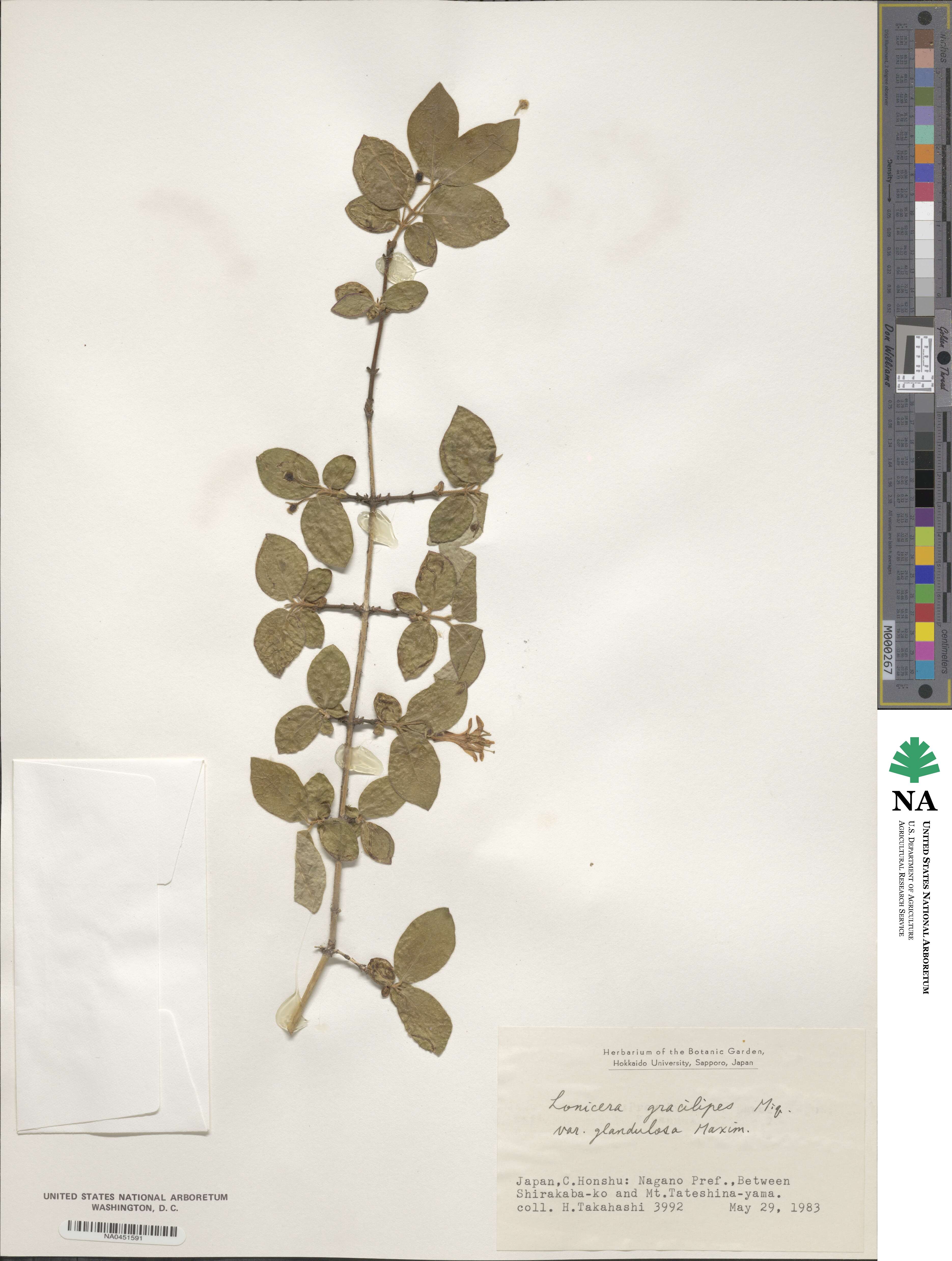 Lonicera gracilipes image