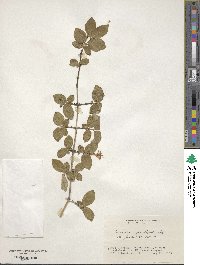 Lonicera gracilipes image