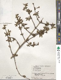 Lonicera gracilipes image