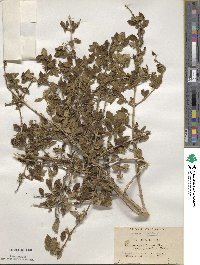 Lonicera gracilipes image