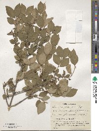 Lonicera gracilipes image