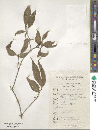 Lonicera gynochlamydea image