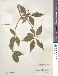 Lonicera webbiana subsp. hemsleyana image