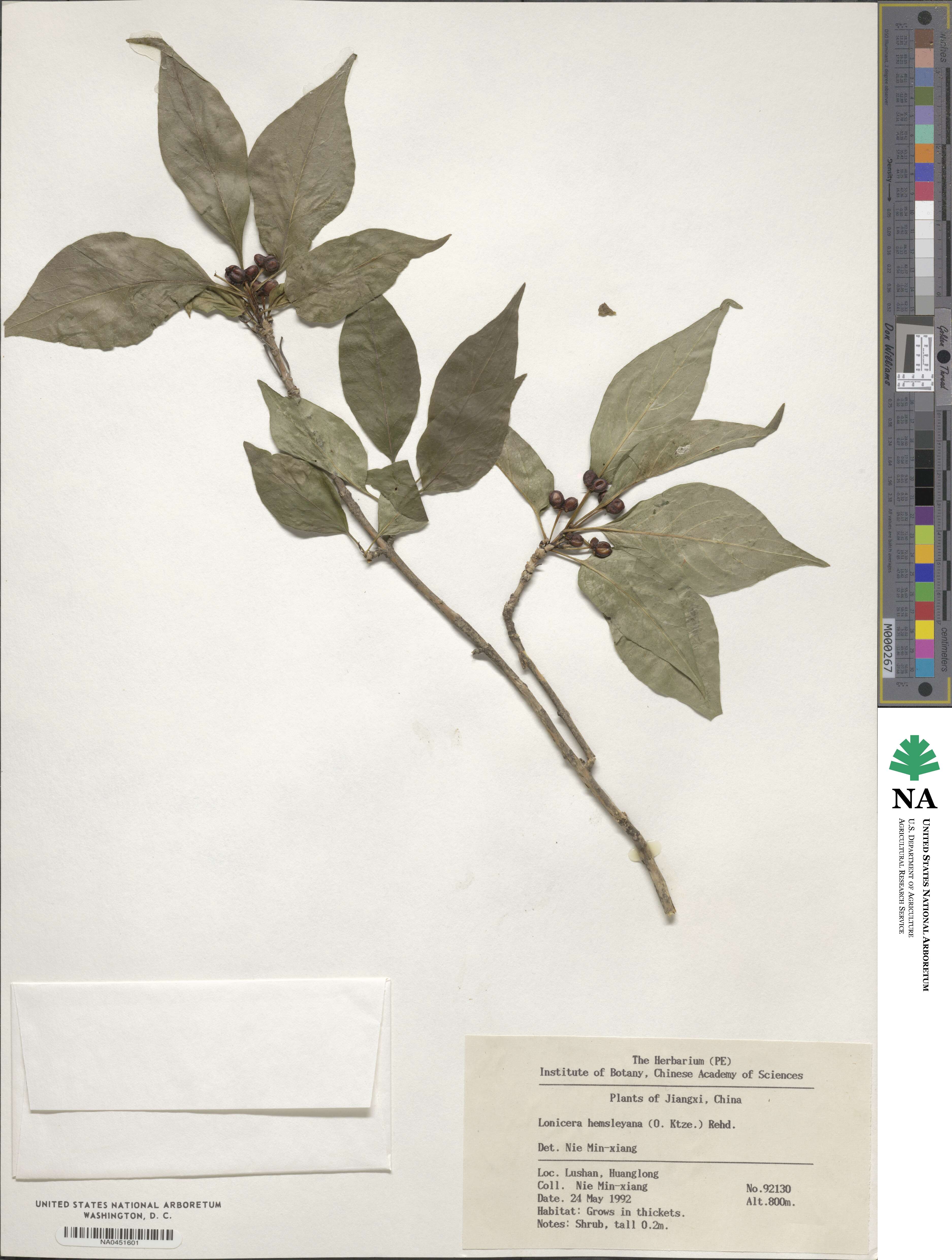 Lonicera webbiana subsp. hemsleyana image