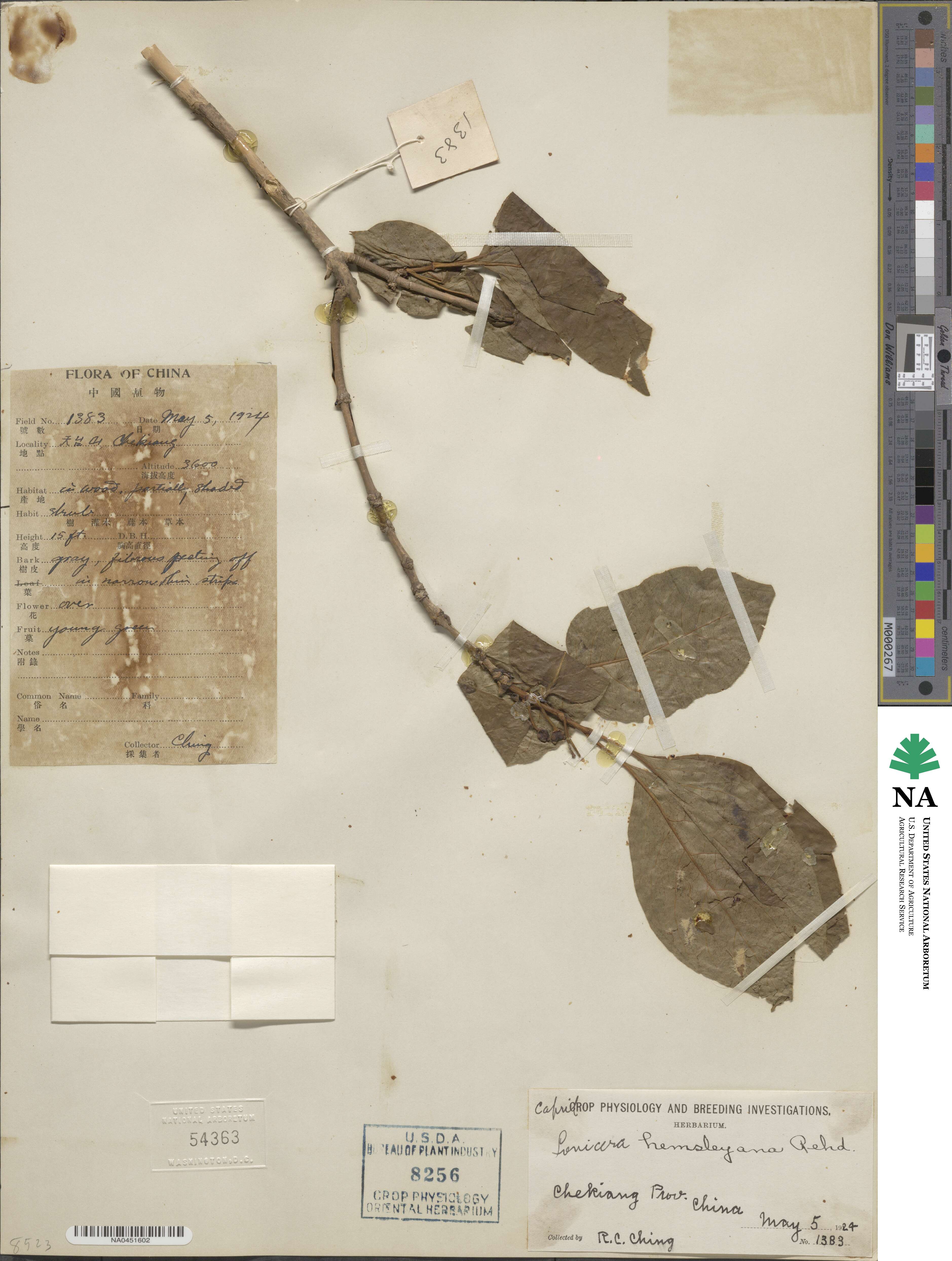 Lonicera webbiana subsp. hemsleyana image