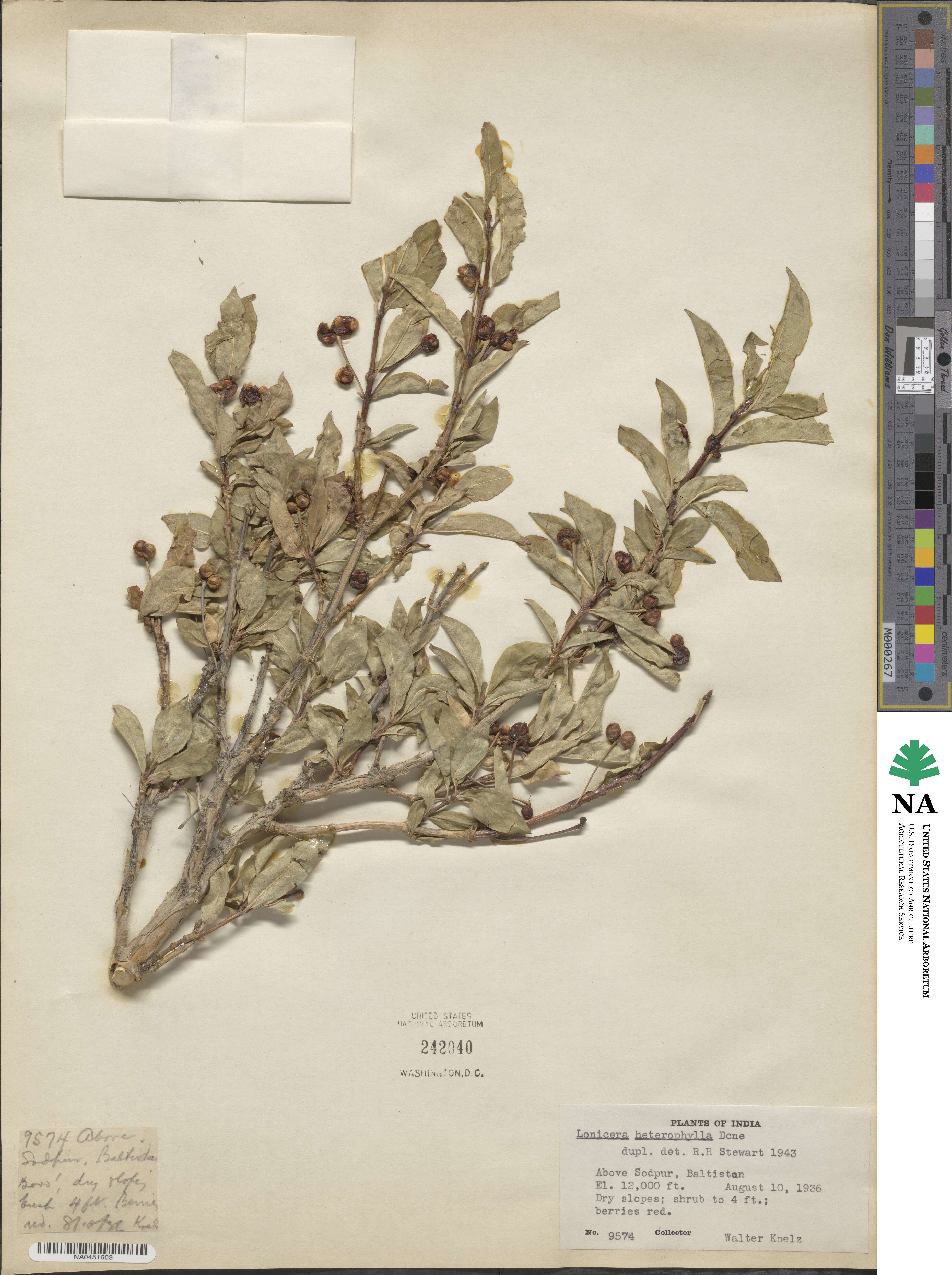 Lonicera heterophylla image