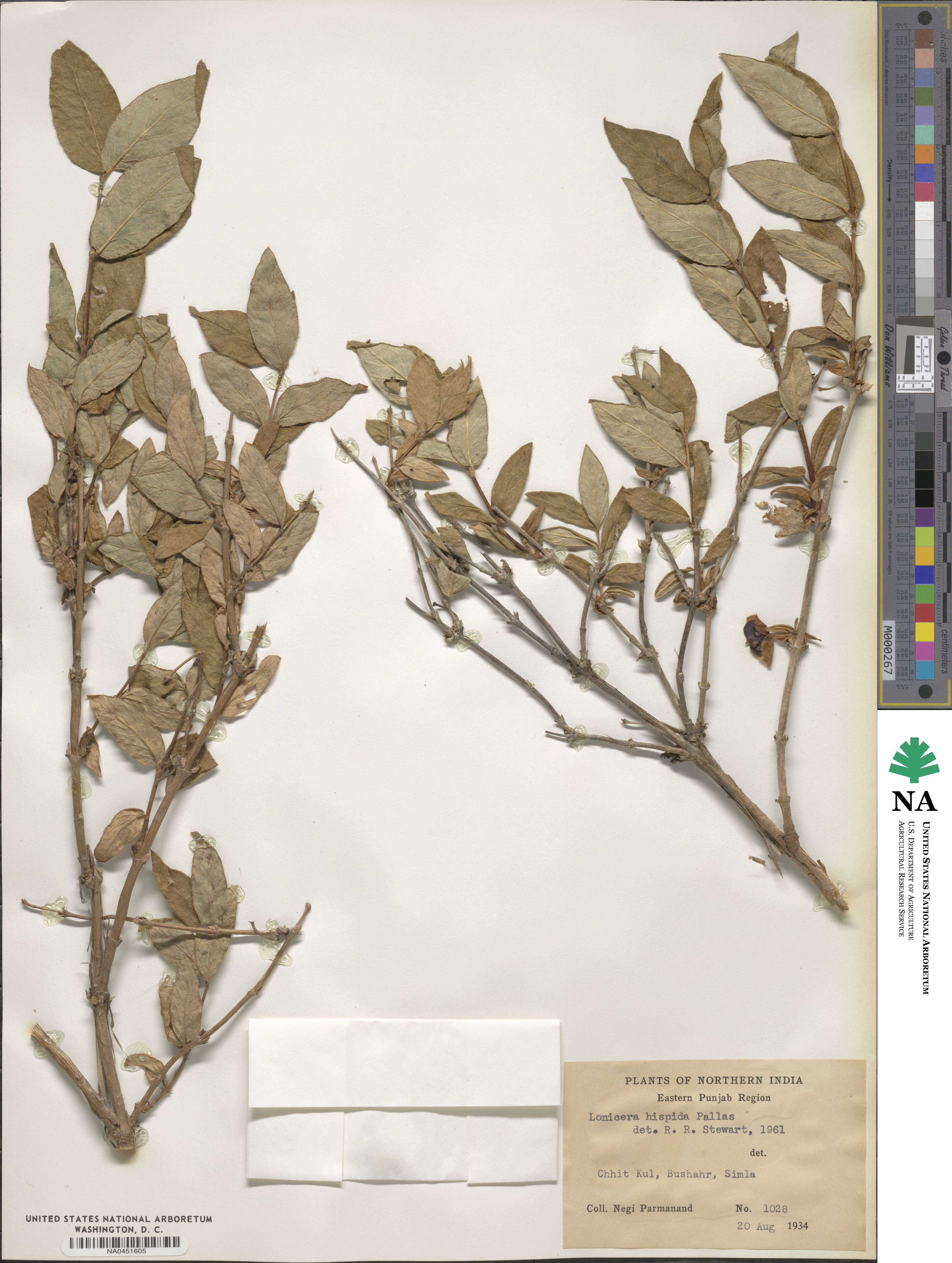 Lonicera hispida image