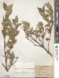 Lonicera hispida image