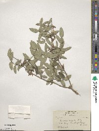 Lonicera hispida image