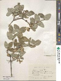 Lonicera hispida image