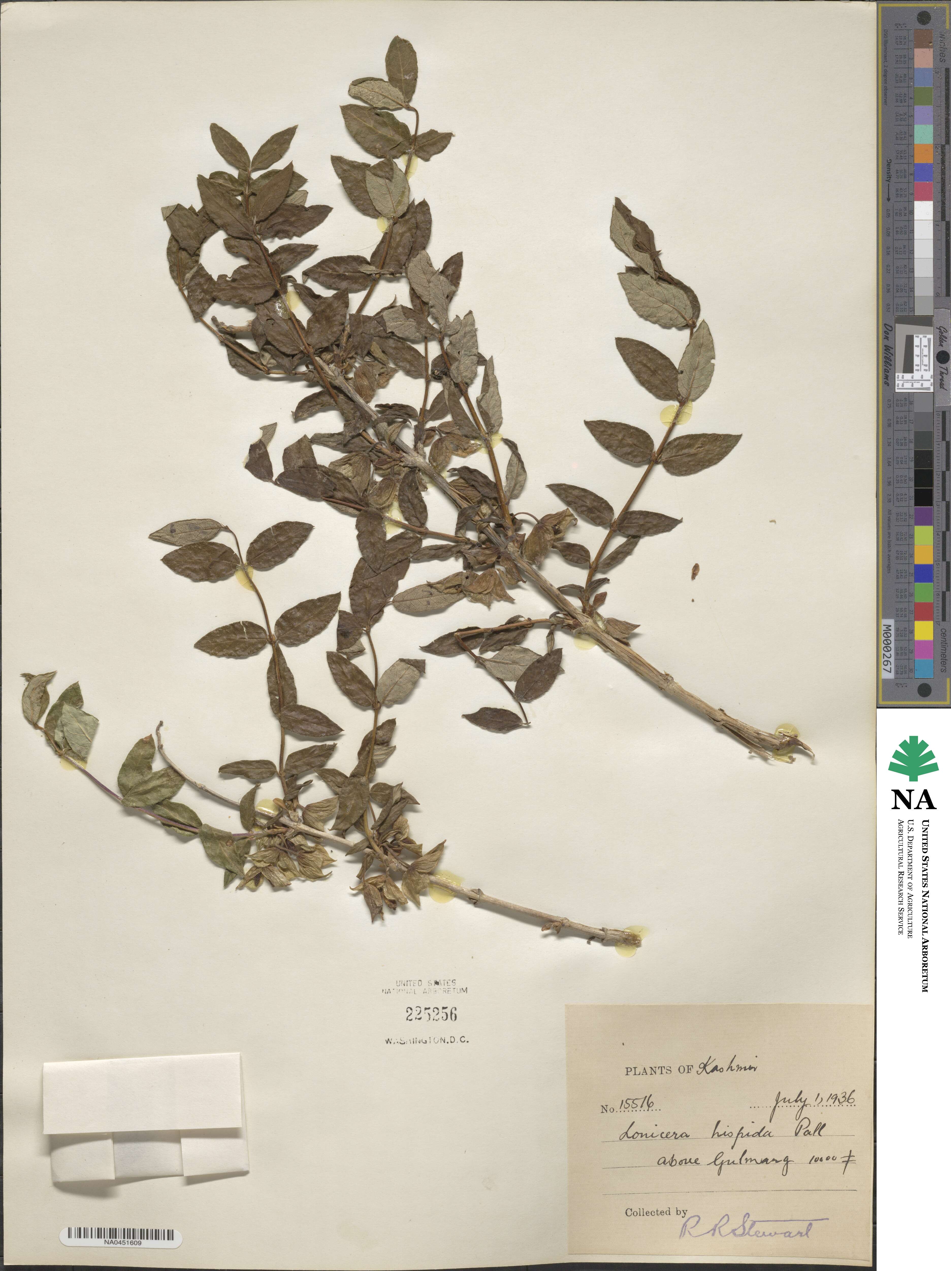 Lonicera hispida image