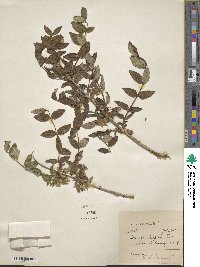 Lonicera hispida image