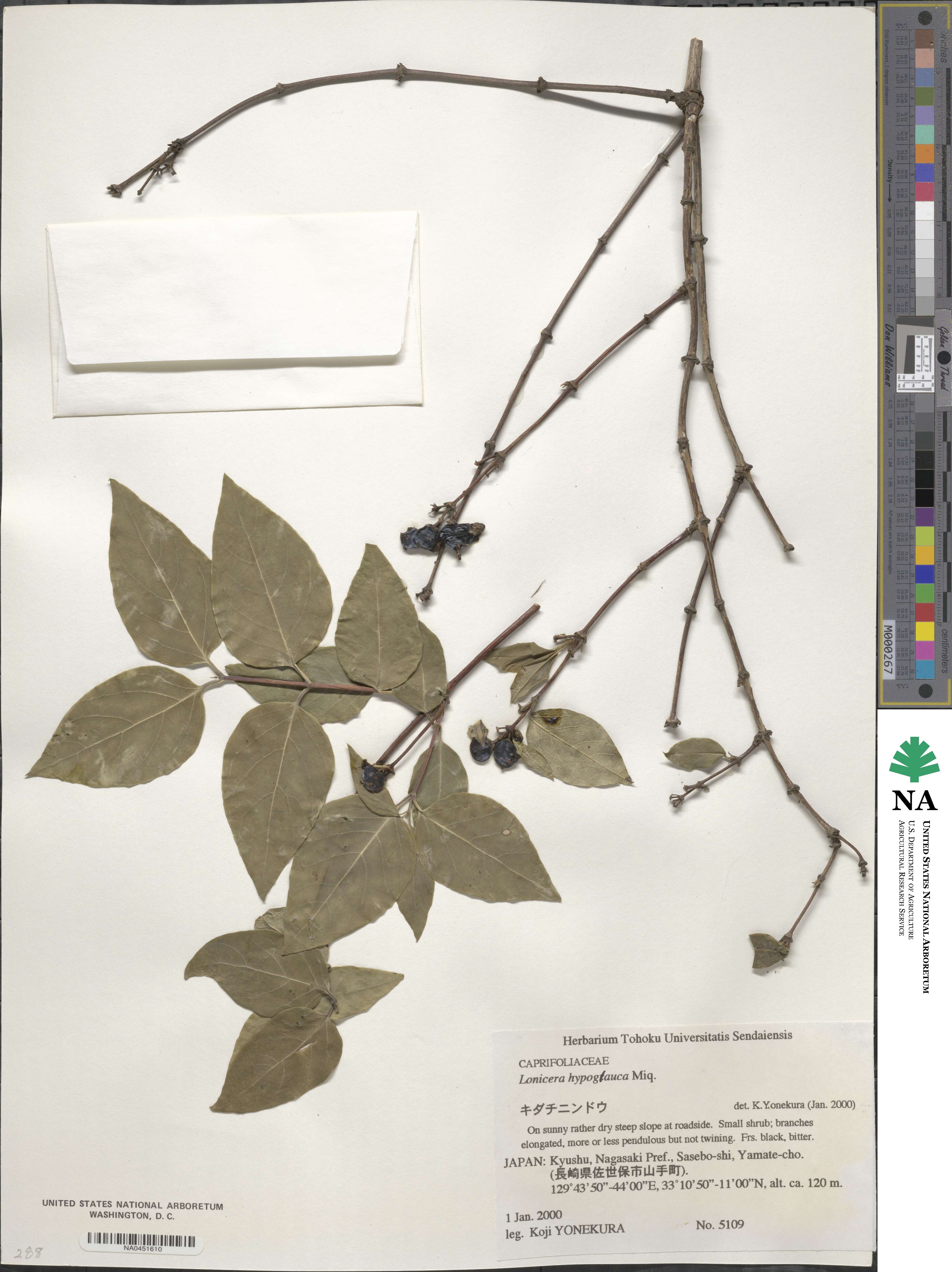 Lonicera hypoglauca image