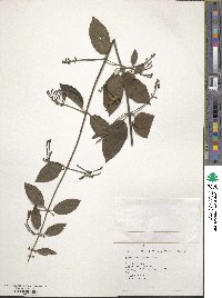 Lonicera hypoglauca image