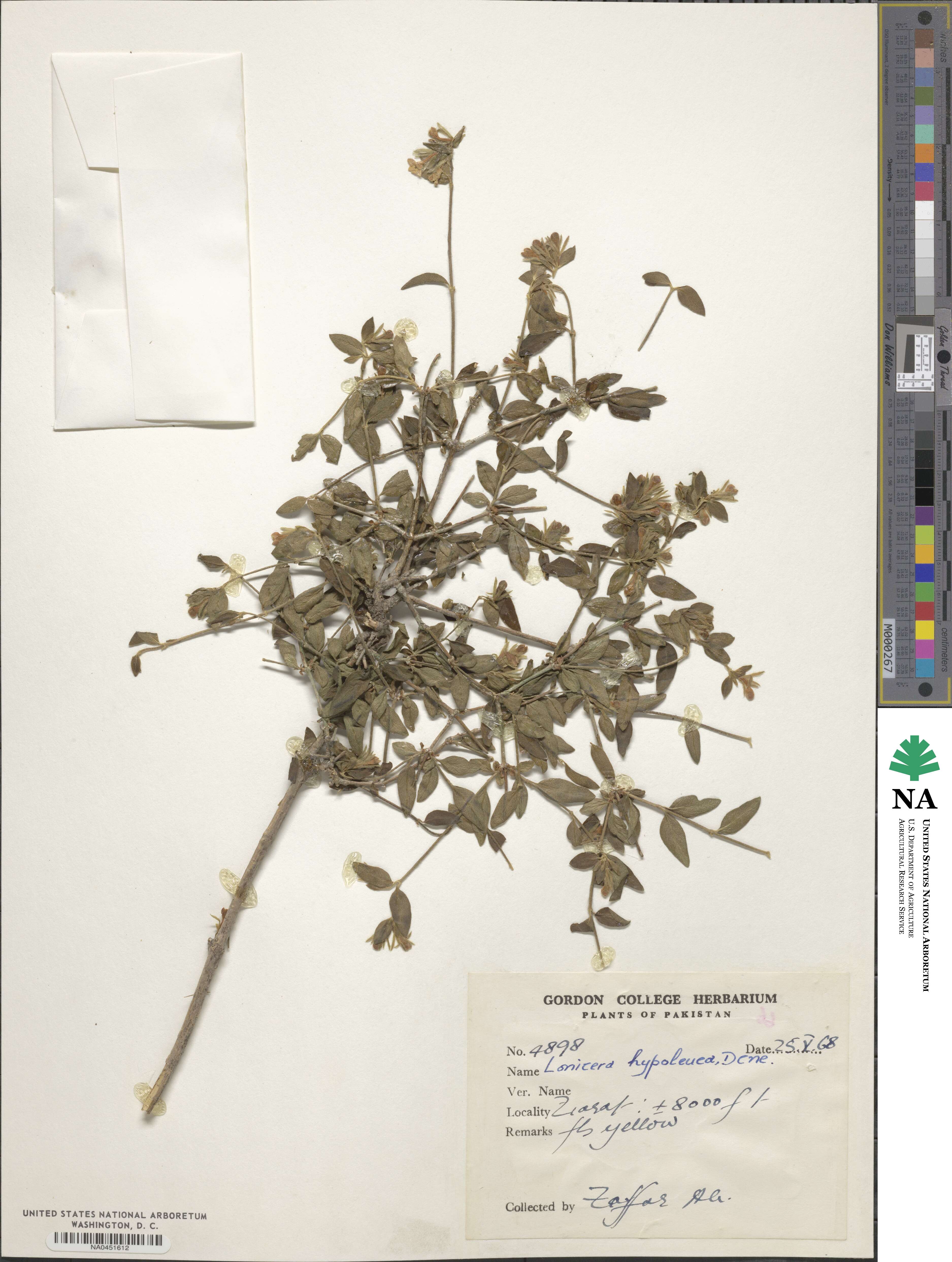 Lonicera hypoleuca image