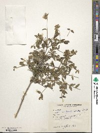 Lonicera hypoleuca image