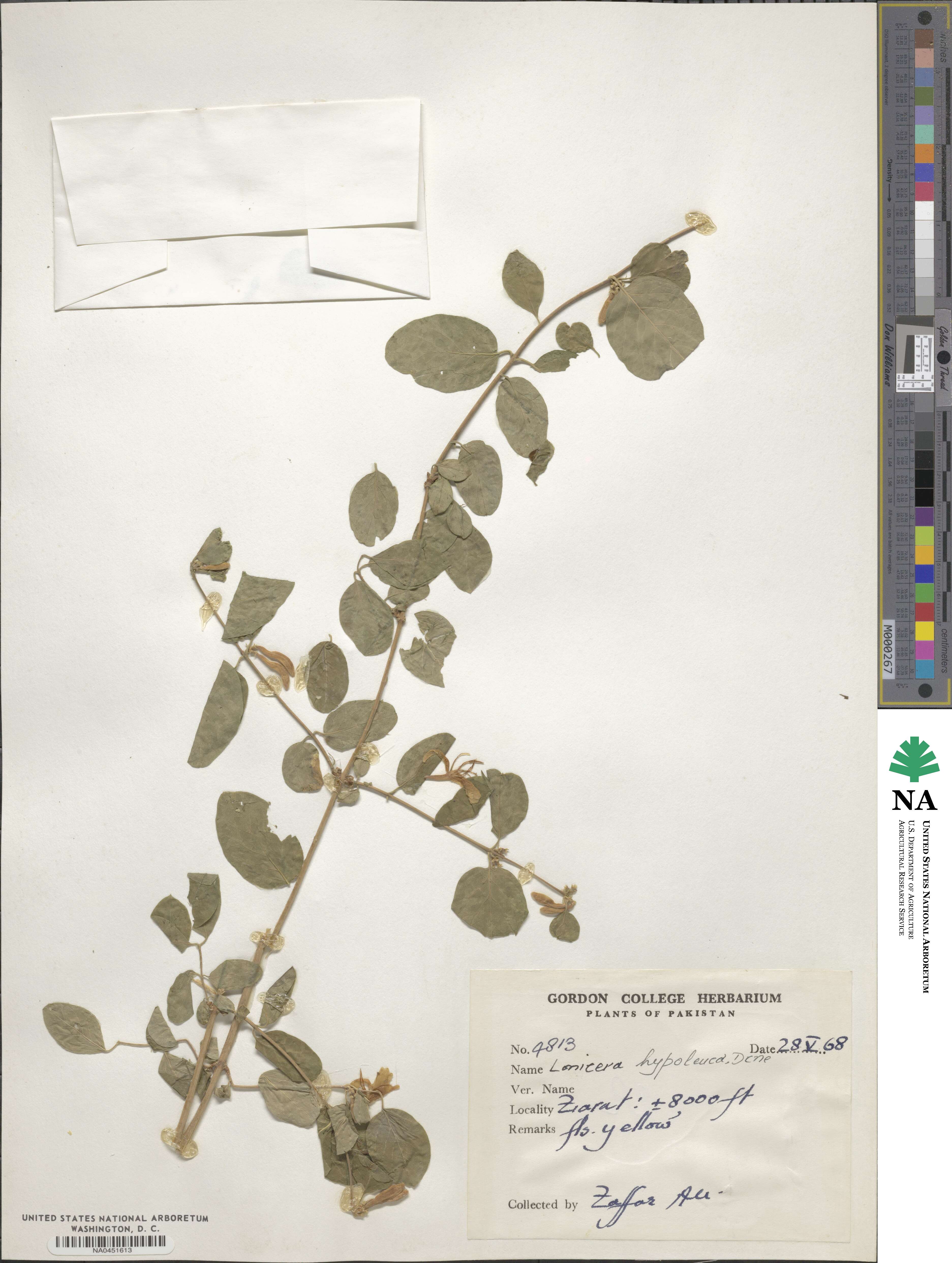 Lonicera hypoleuca image