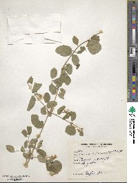 Lonicera hypoleuca image