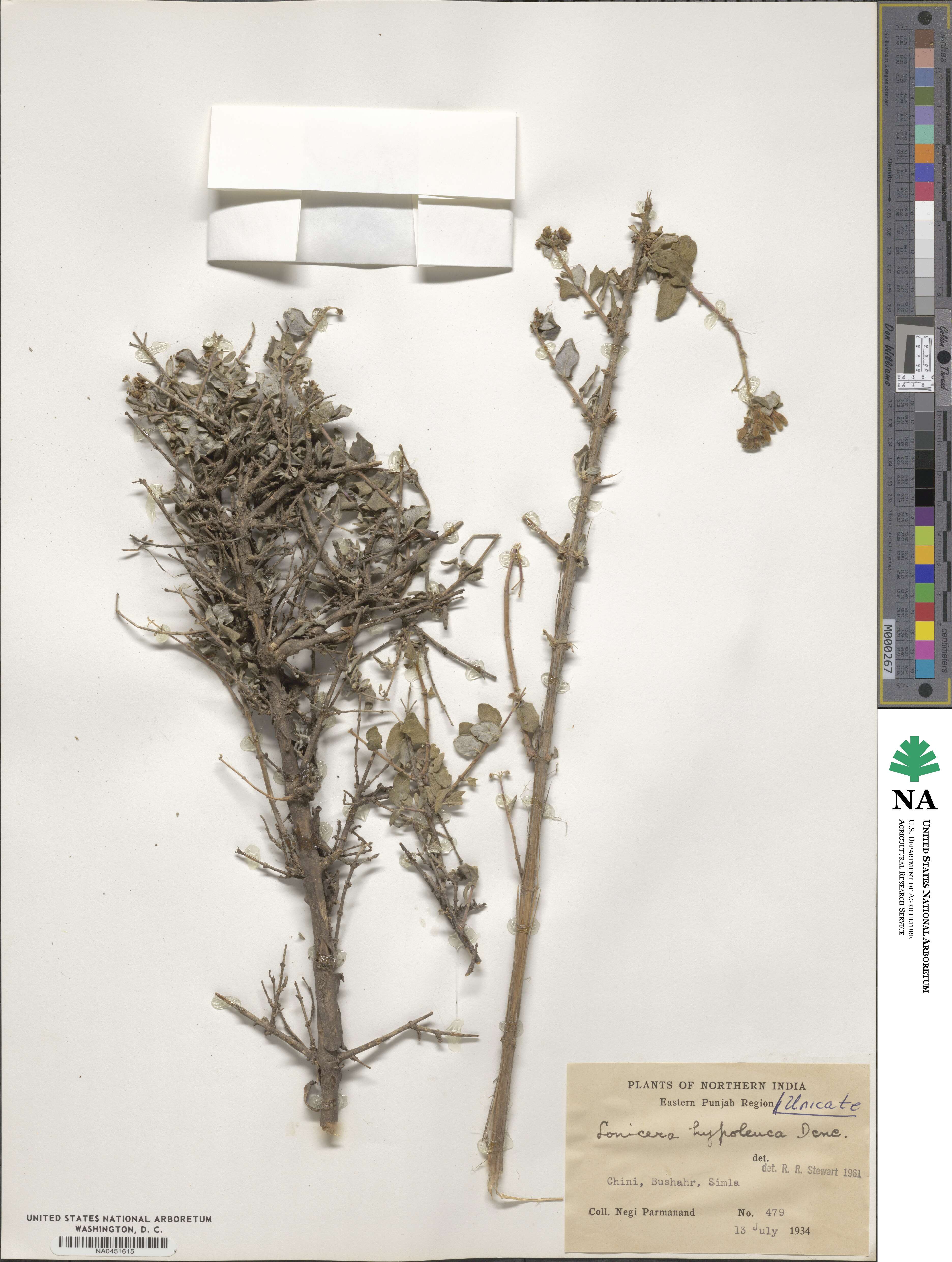 Lonicera hypoleuca image