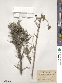 Lonicera hypoleuca image