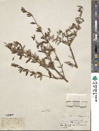 Lonicera hypoleuca image