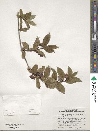 Lonicera involucrata image