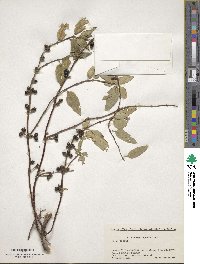 Lonicera japonica image