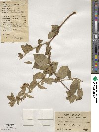 Lonicera japonica image