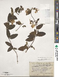 Lonicera japonica image