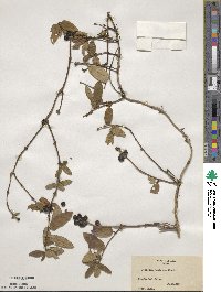 Lonicera japonica image