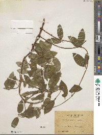 Lonicera japonica image