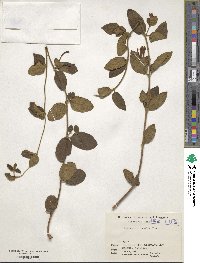 Lonicera japonica image