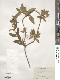 Lonicera japonica image