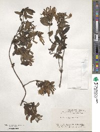 Lonicera japonica image