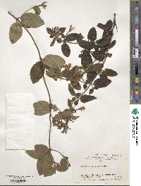 Lonicera japonica image